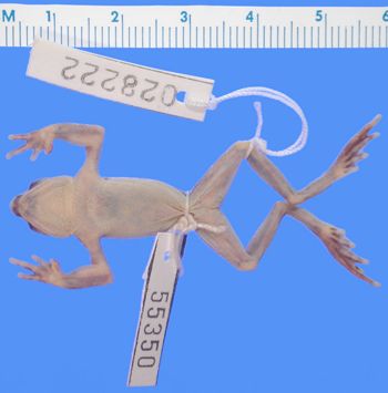 Media type: image; Herpetology A-55350